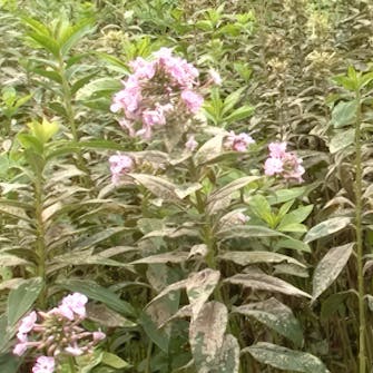 perennat härmä pieniä valkoisia ötököitä kasvissa